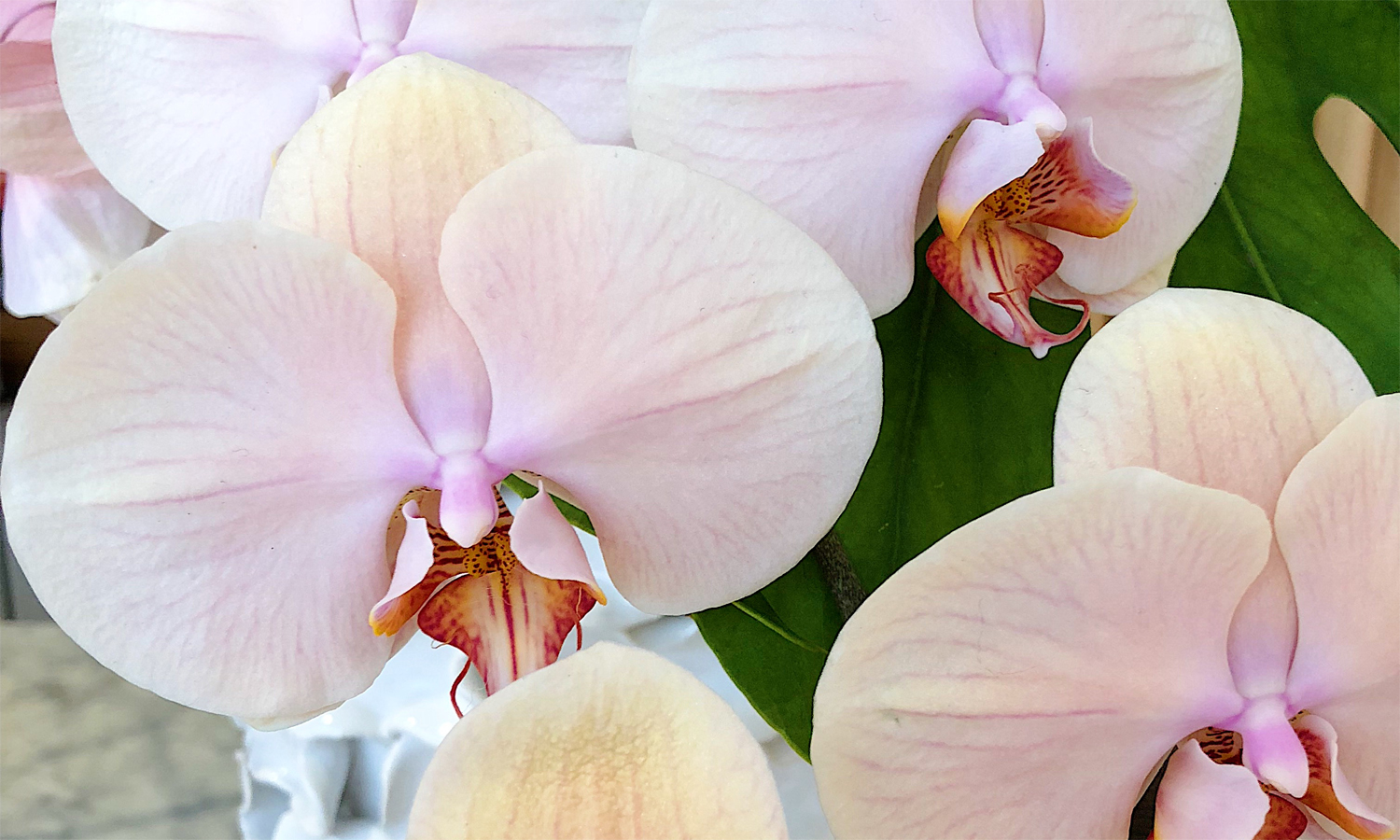 orchids